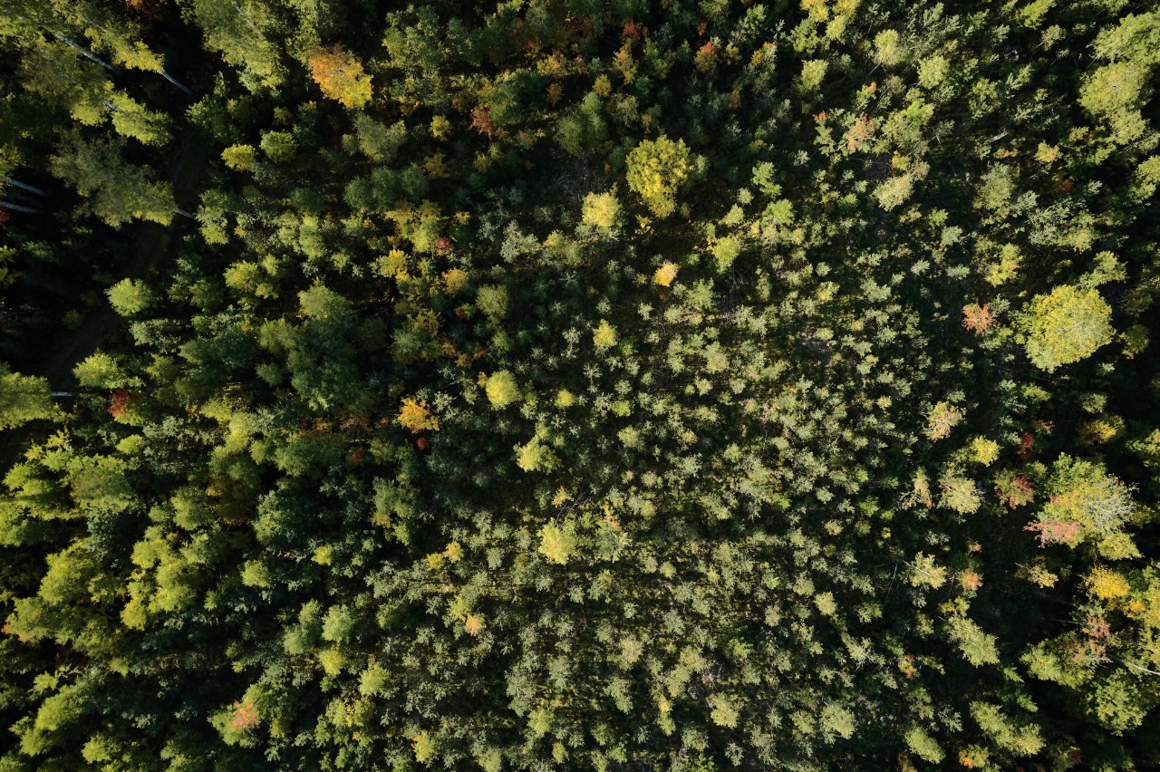 Schutz der Ressource Wald